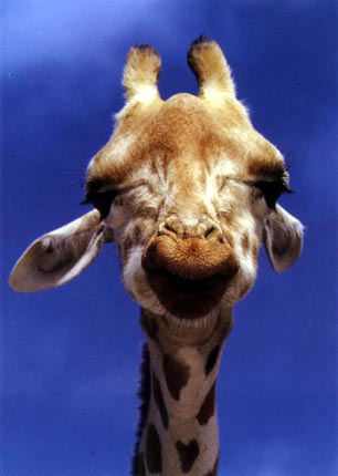 photograph of a cool giraffe