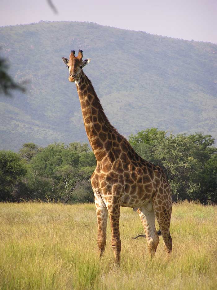 photograph of curious giraffe