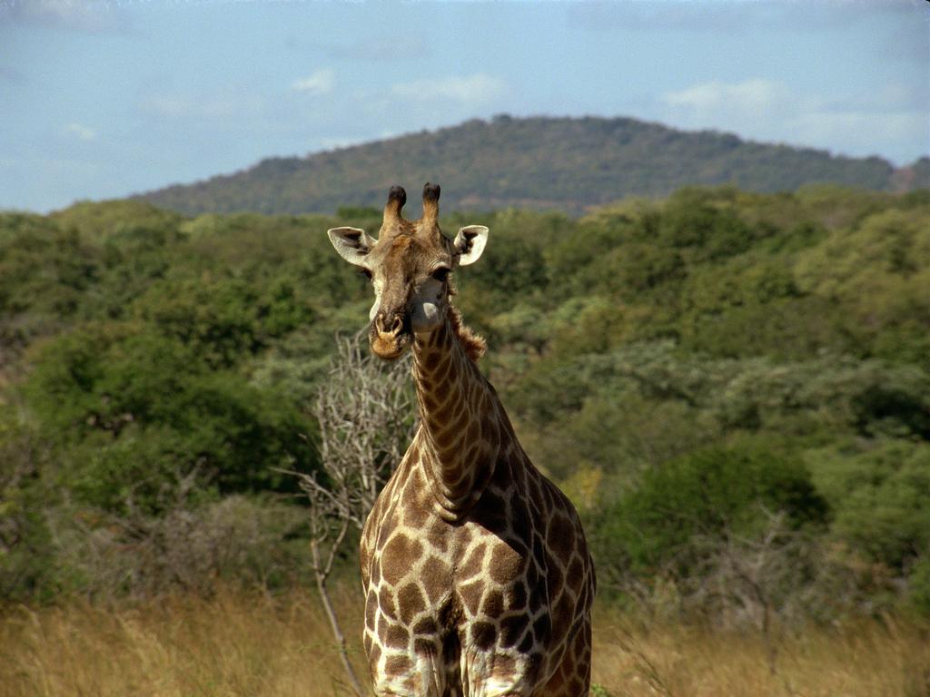 giraffe on camera