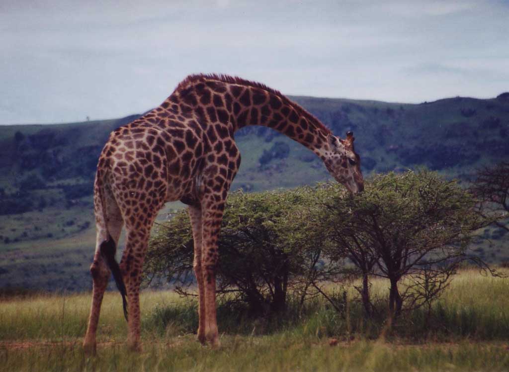 photograph of browsing giraffe